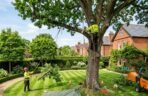 Arborists_pruning_large_tree_202606091742